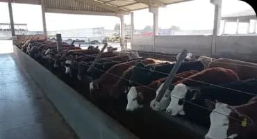 Gado alinhado se alimentando