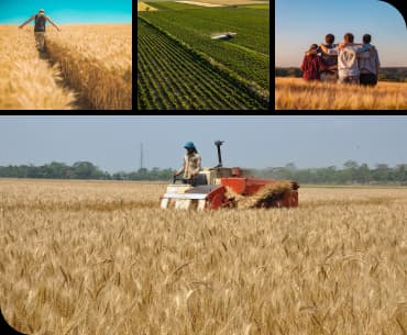 Tres imagens de platacoes juntas